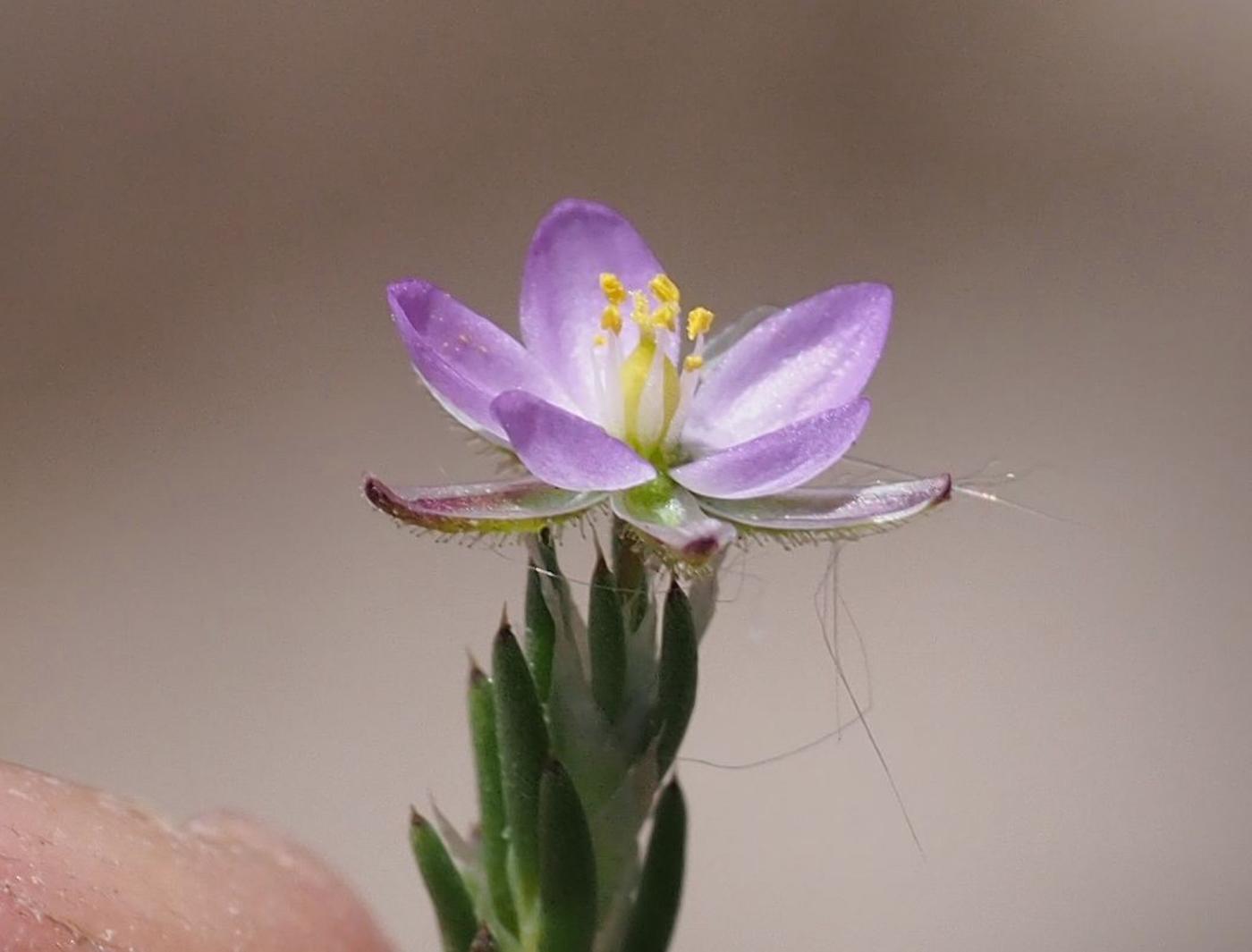 Spurrey, Sand flower